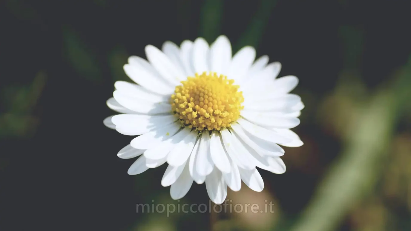 Messaggi del Cielo di MIO PICCOLO FIORE 2024-12-24 Piccola Margherita