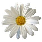 MIO PICCOLO FIORE