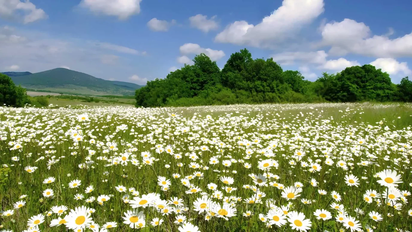 Messaggi del Cielo di MIO PICCOLO FIORE 2026-04-14 Io sono vivo